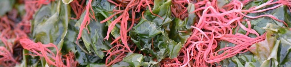 водорості з яких роблять агар агар